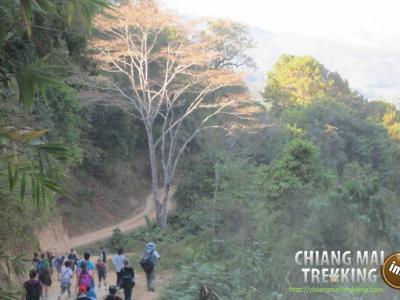 4-days/3-nights Trekking Tour | Chiang Mai Trekking | Das beste Trekking in Chiang Mai mit Piroon Nantaya